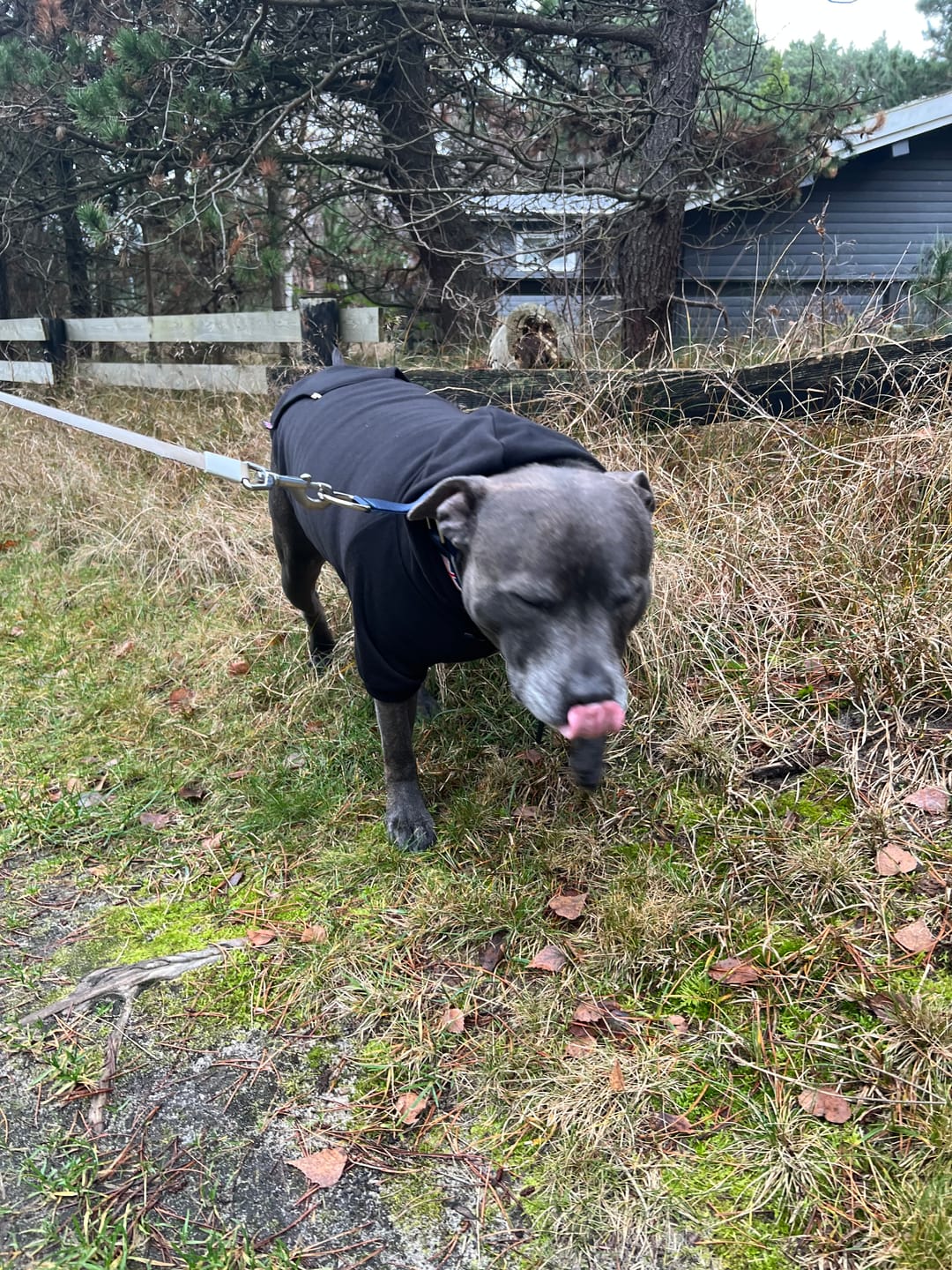 Customer photo review of Staffordshire Bull Terrier 1935® Hoodies - Black