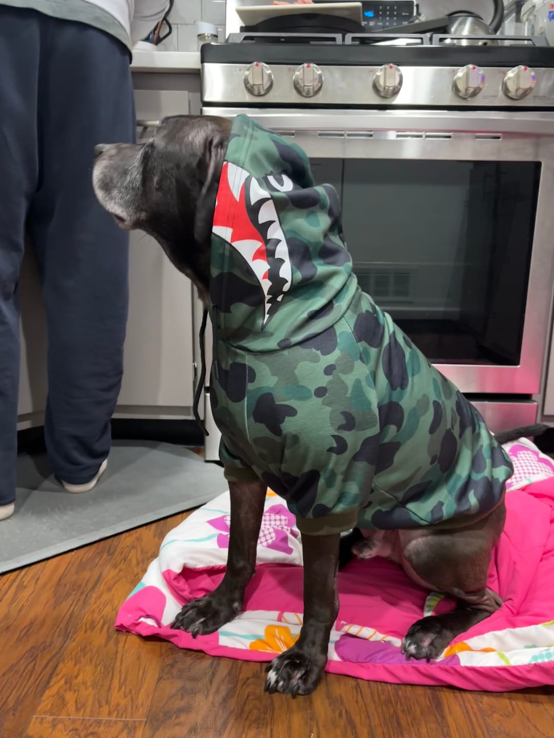 Customer photo review of Shark Monster Dog Hoodie - Green Camo