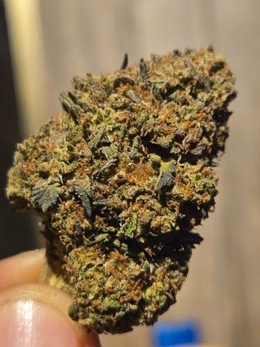 Customer photo review of Black Runtz THCA Flower Mediums