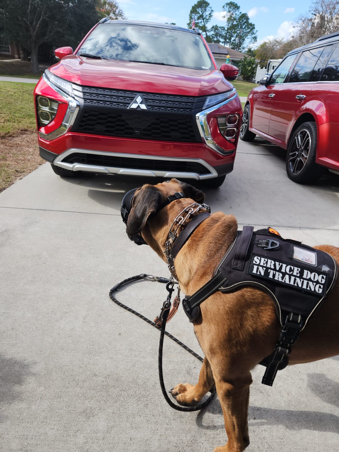 Customer photo review of Hook & Loop Patch Variety Bundle For Harness (Pack of 12)