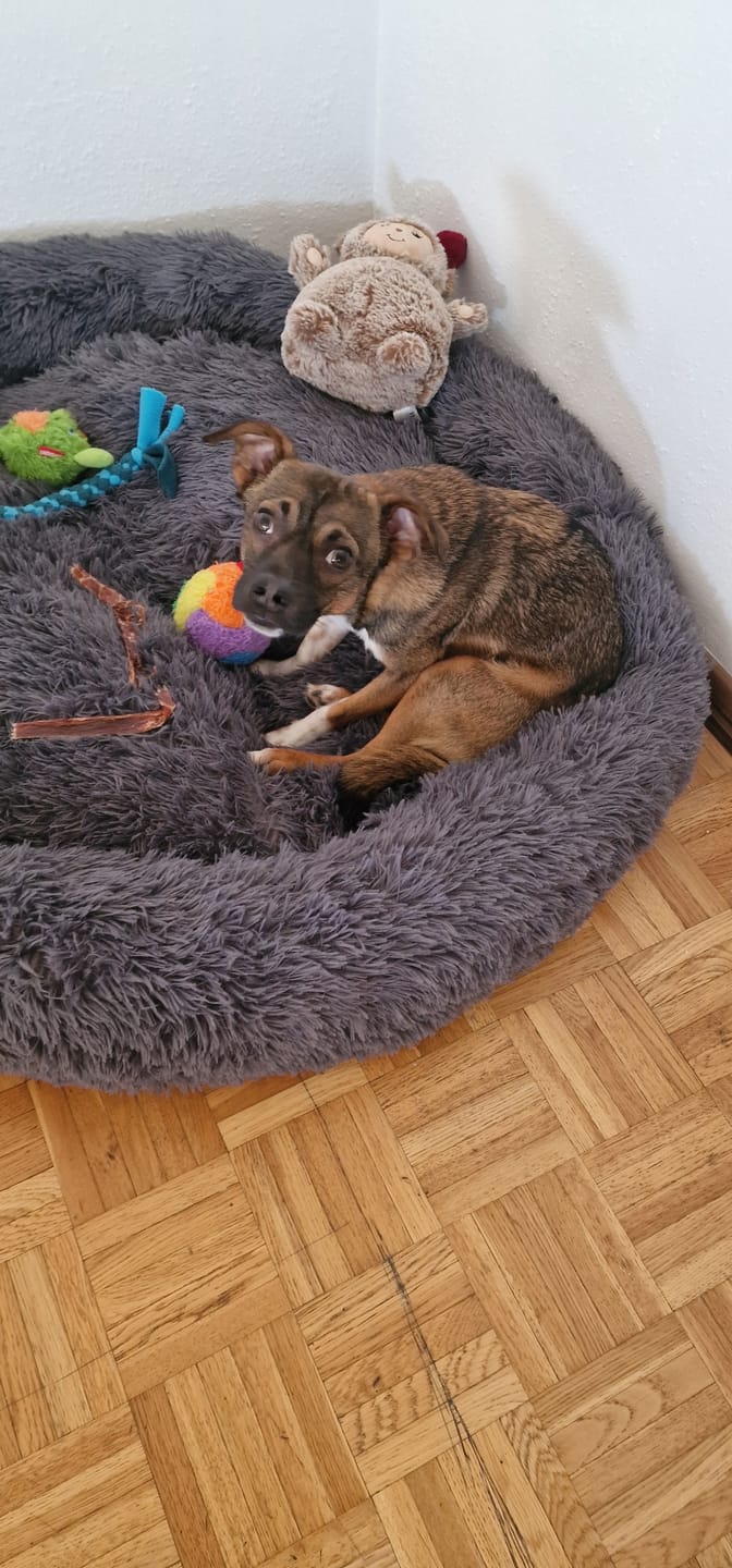 Customer photo review of Belune Hundedecke - Deluxe