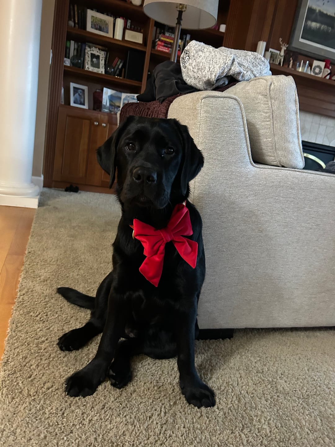 Customer photo review of 12 Inch Jumbo Bully Stick