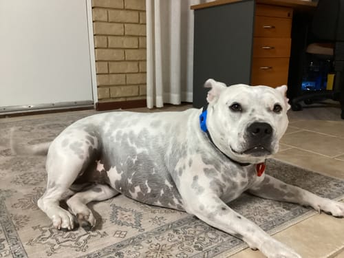 Customer photo review of FluffGuard - 12 Months Bug Free Collar