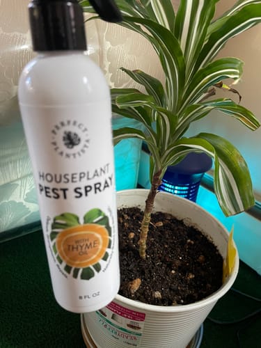 Customer's Houseplant Pest Spray bottle shown next to a potted Dracaena plant with a yellow fungus gnat trap.