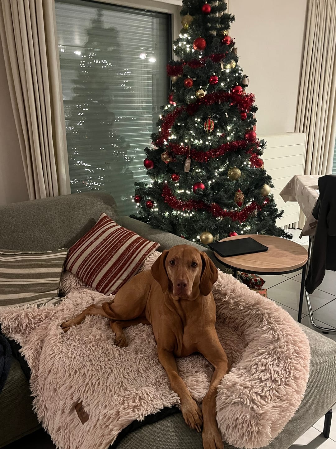 Customer photo review of Pet Perfect Fluffy Hondendeken Bank - Bankbeschermer - Wasbaar