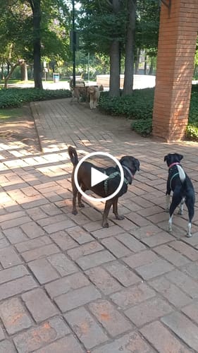 Customer video review of Placa Rosada Flores