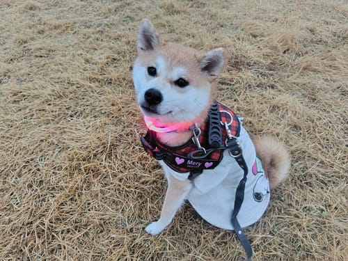 Customer photo review of 【プレミアム版】FunFunPet 高機能ハーネス （お名前タグ作成サービス付き）