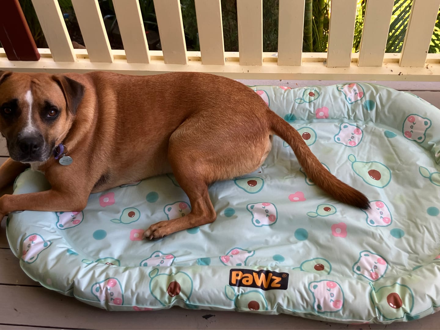 Customer photo review of Pet Cooling Mat Dog Cat Gel Non-Toxic Bed Pillow Self-cool Summer Ice Pad
