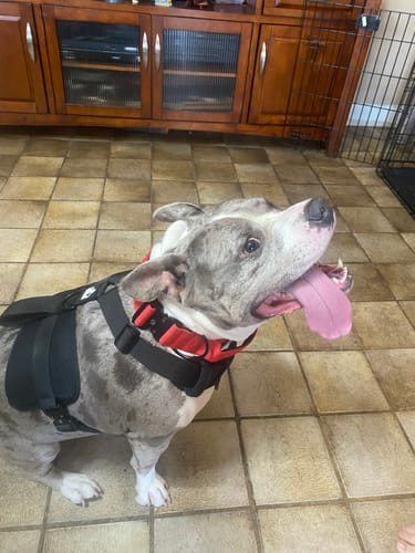 Customer photo review of Bully Proof Set Leash + Collar