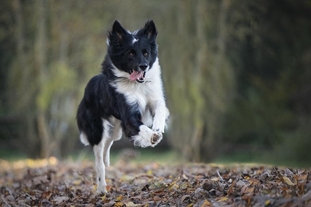 Customer photo review of Strotonin Dog Support