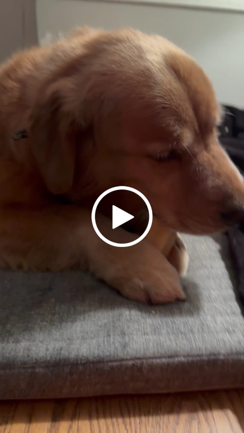 Customer video review of Himalayan Yak Chew (MEGA)