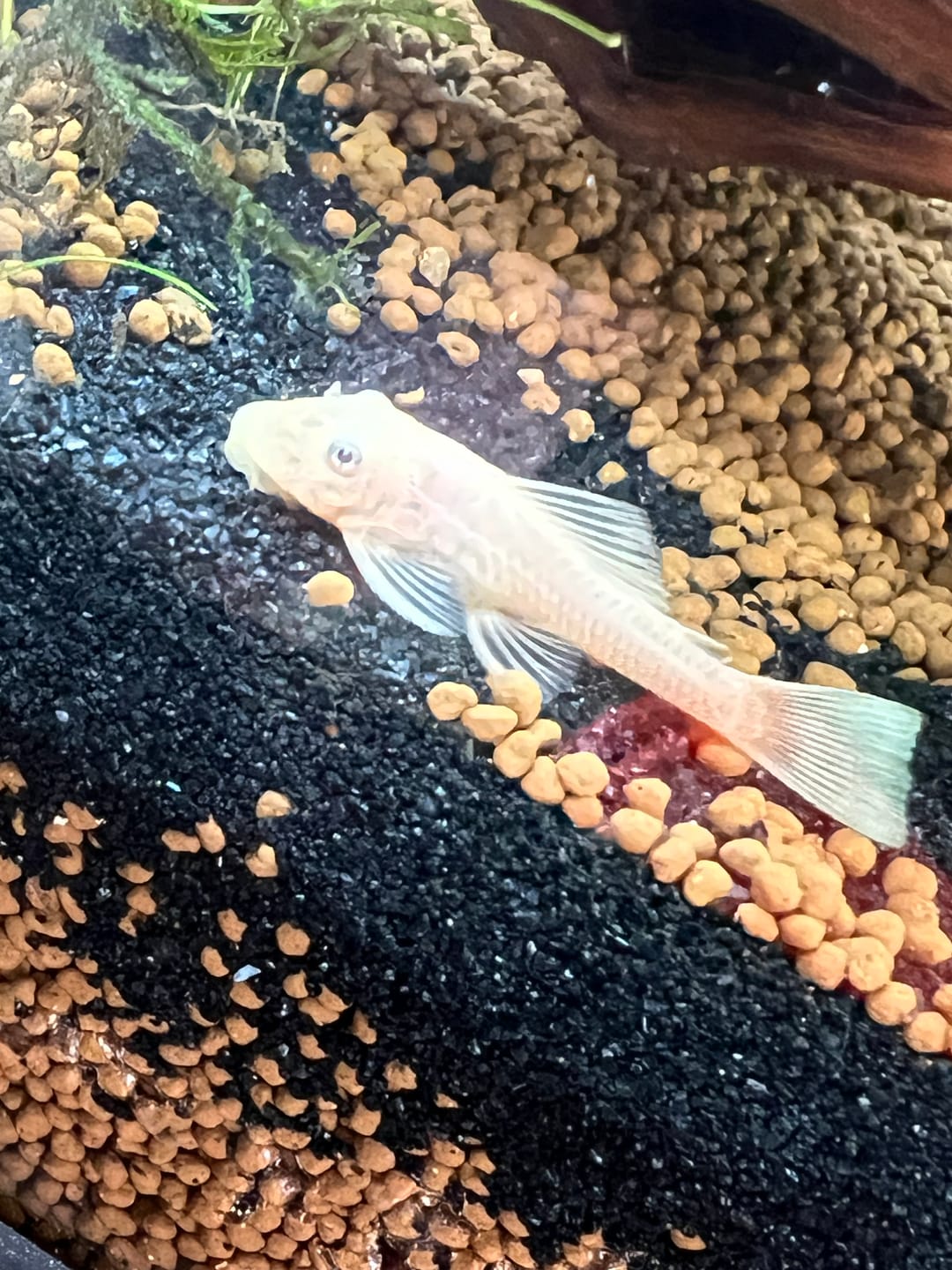 Customer photo review of L144a Blue Eye Lemon Bristlenose Pleco (2 Inches) "NEW"
