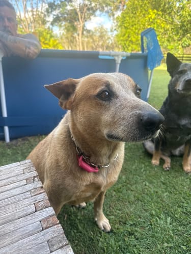 Customer photo review of FluffGuard - 12 Months Bug Free Collar