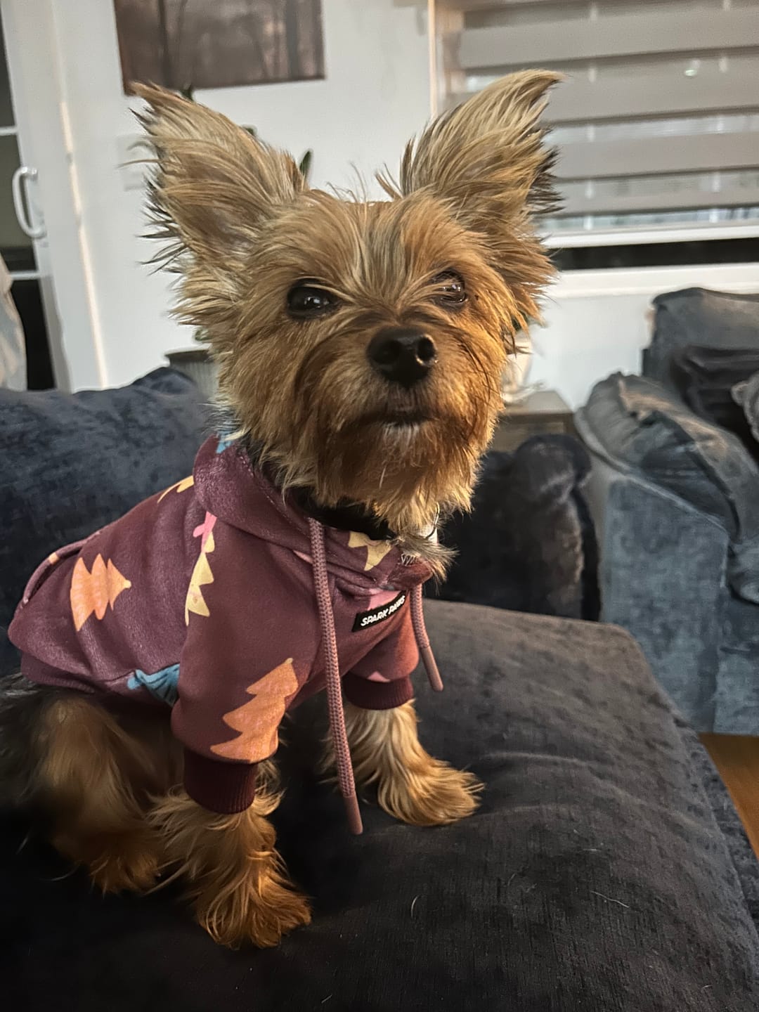 Customer photo review of Christmas Dog Hoodie - Candy Trees