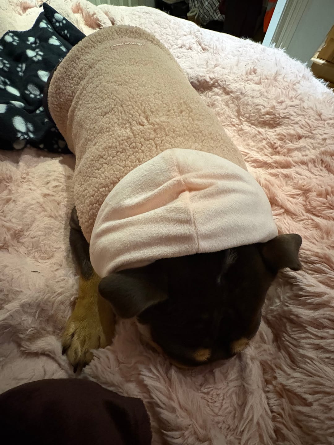 Customer photo review of Teddy Sherpa Dog Jackets