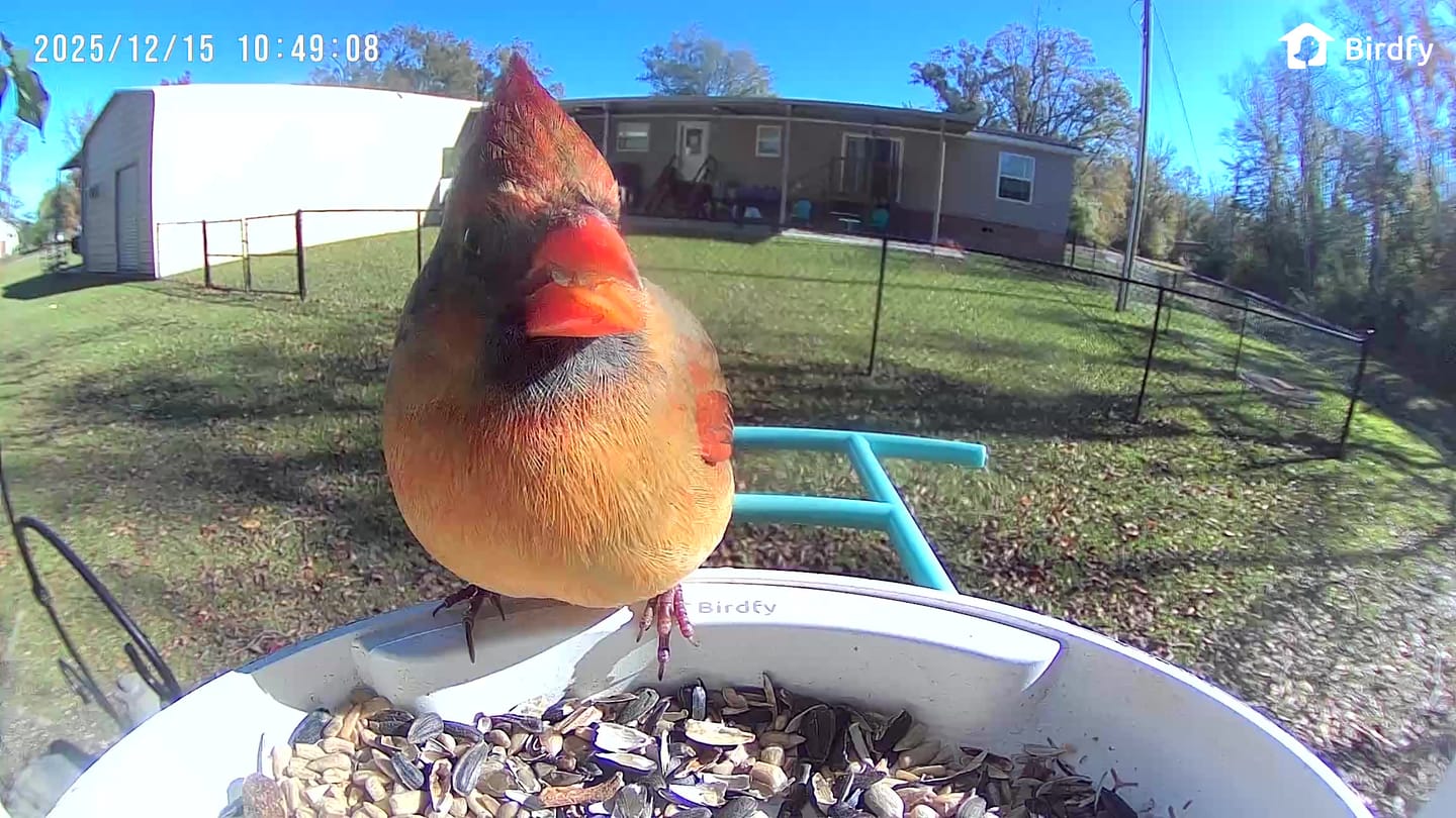 Customer photo review of Birdfy Feeder - AI-Powered Smart Bird Feeder with Camera