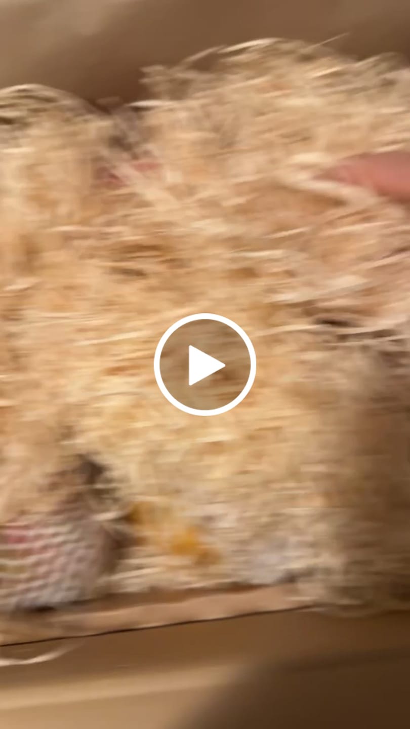 Customer video review of Drachenfrucht Mix bunt Aktionswoche