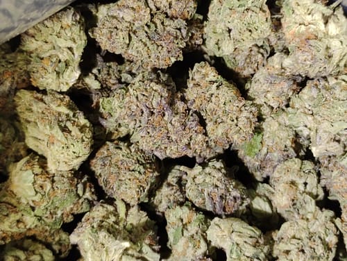 Customer photo review of Cheap THCA Flower Half Pound