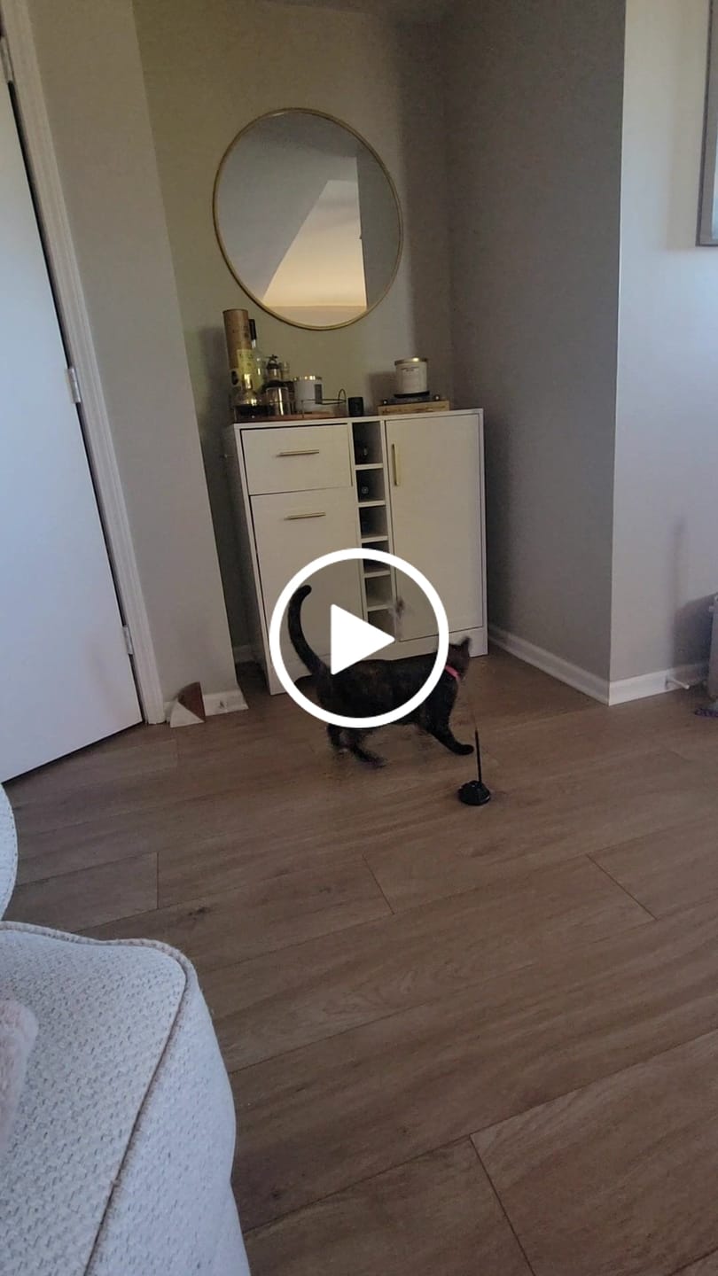 Customer video review of Interactive Bird Simulation Cat Toy Set