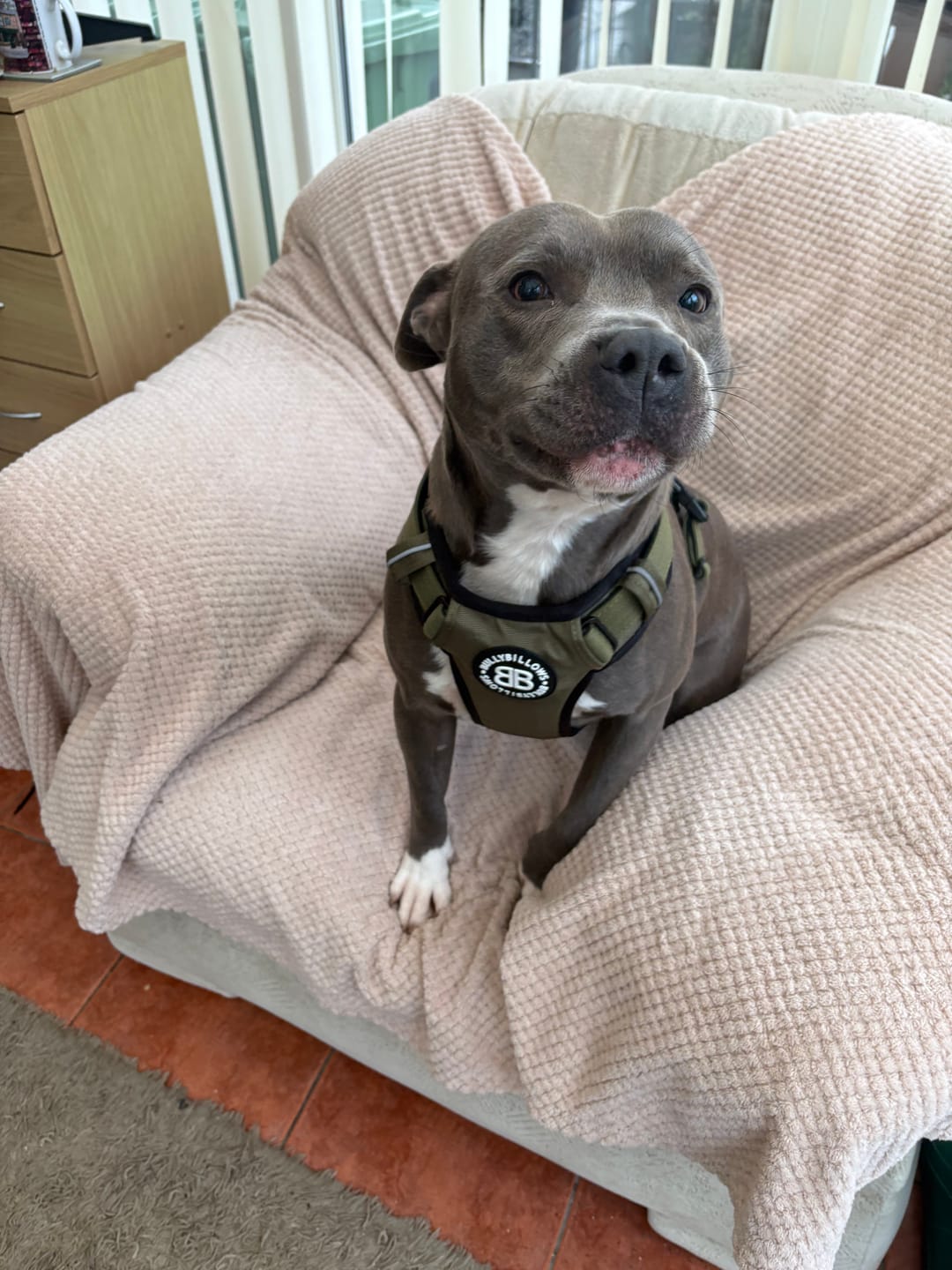 Customer photo review of Comfort Premium Harness | Non Restrictive - Khaki
