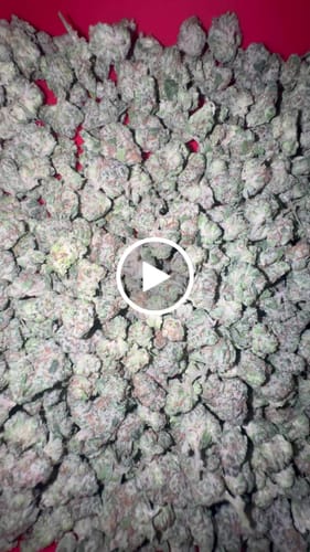 Customer video review of Bulk Indoor THCA Smalls