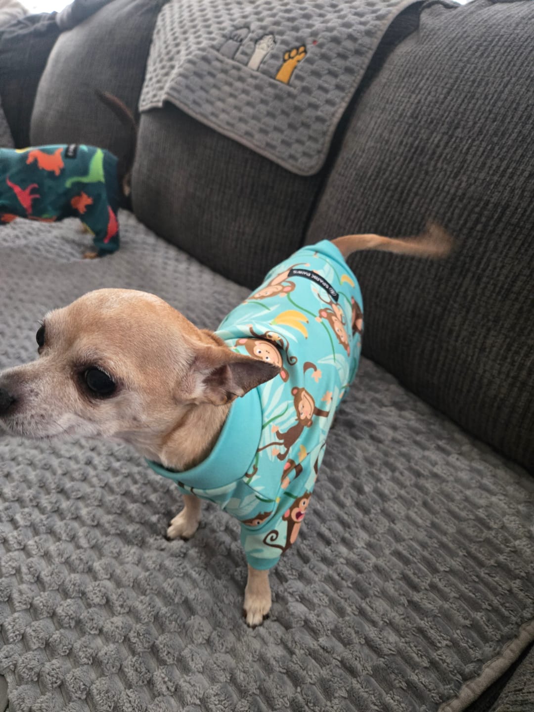 Customer photo review of Dog Pajama - Monkey Business