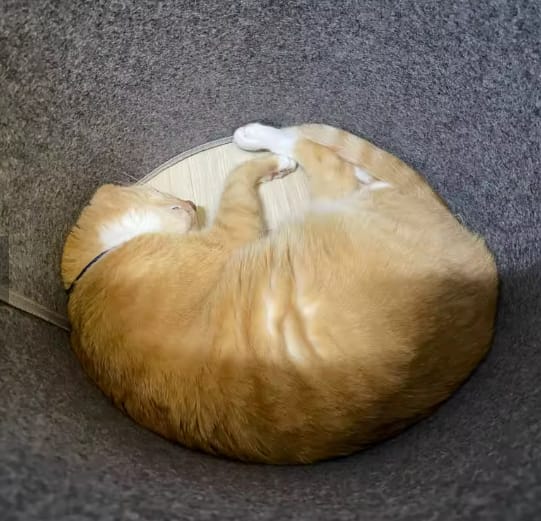 Customer photo review of Foldable Leg&Foot Warmer