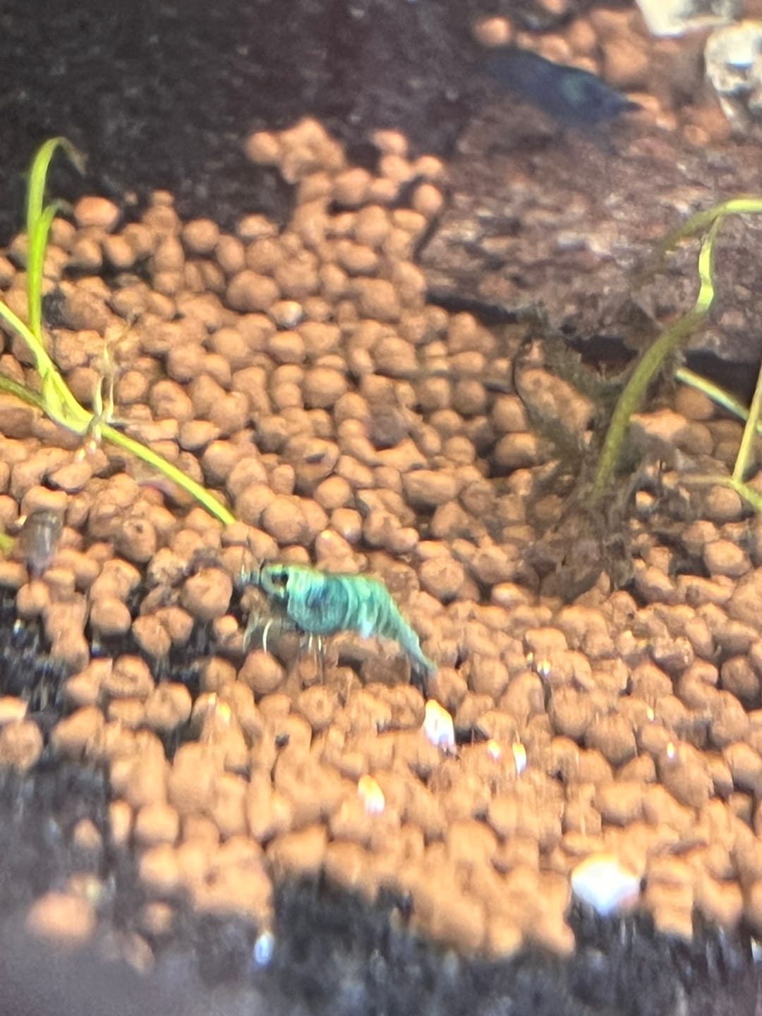 Customer photo review of Blue Bolt Shrimp (Caridina cantonensis var. “Blue Bolt”), Tank-Bred