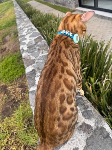 Customer photo review of Collar con Nombre Turquesa