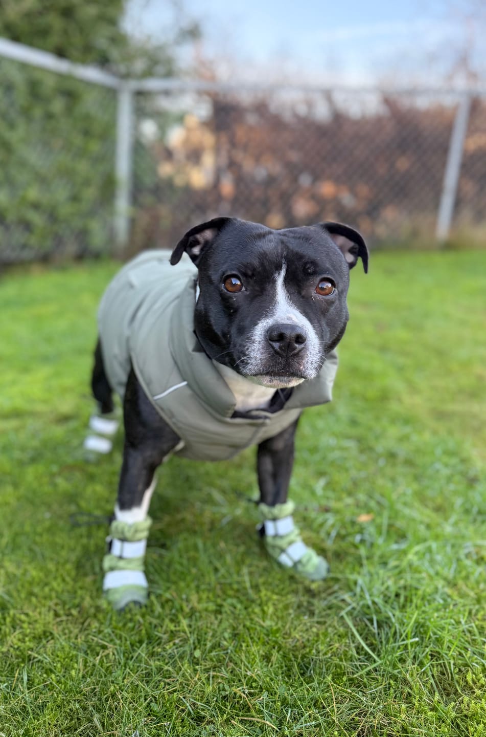 Customer photo review of Flex Shell Waterproof Dog Boots