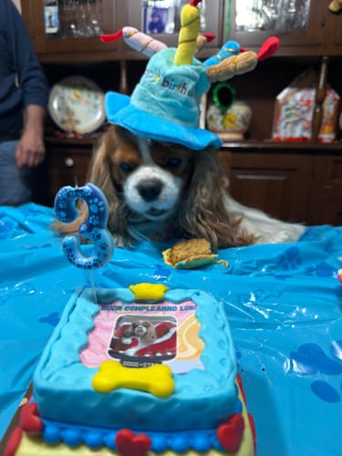 Customer photo review of Incanto per Lui Personalizzabile CON FOTO, Torta Per Cani Superiore