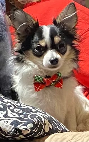Customer photo review of FortiFlora® Canine Probiotic Veterinary Supplements - Purina Pro Plan
