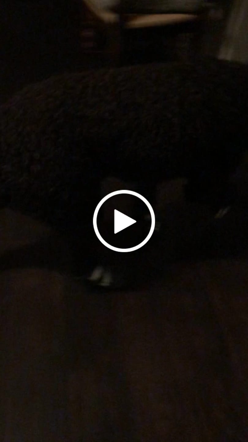 Customer video review of Flex Shell Waterproof Dog Boots - Green Camo