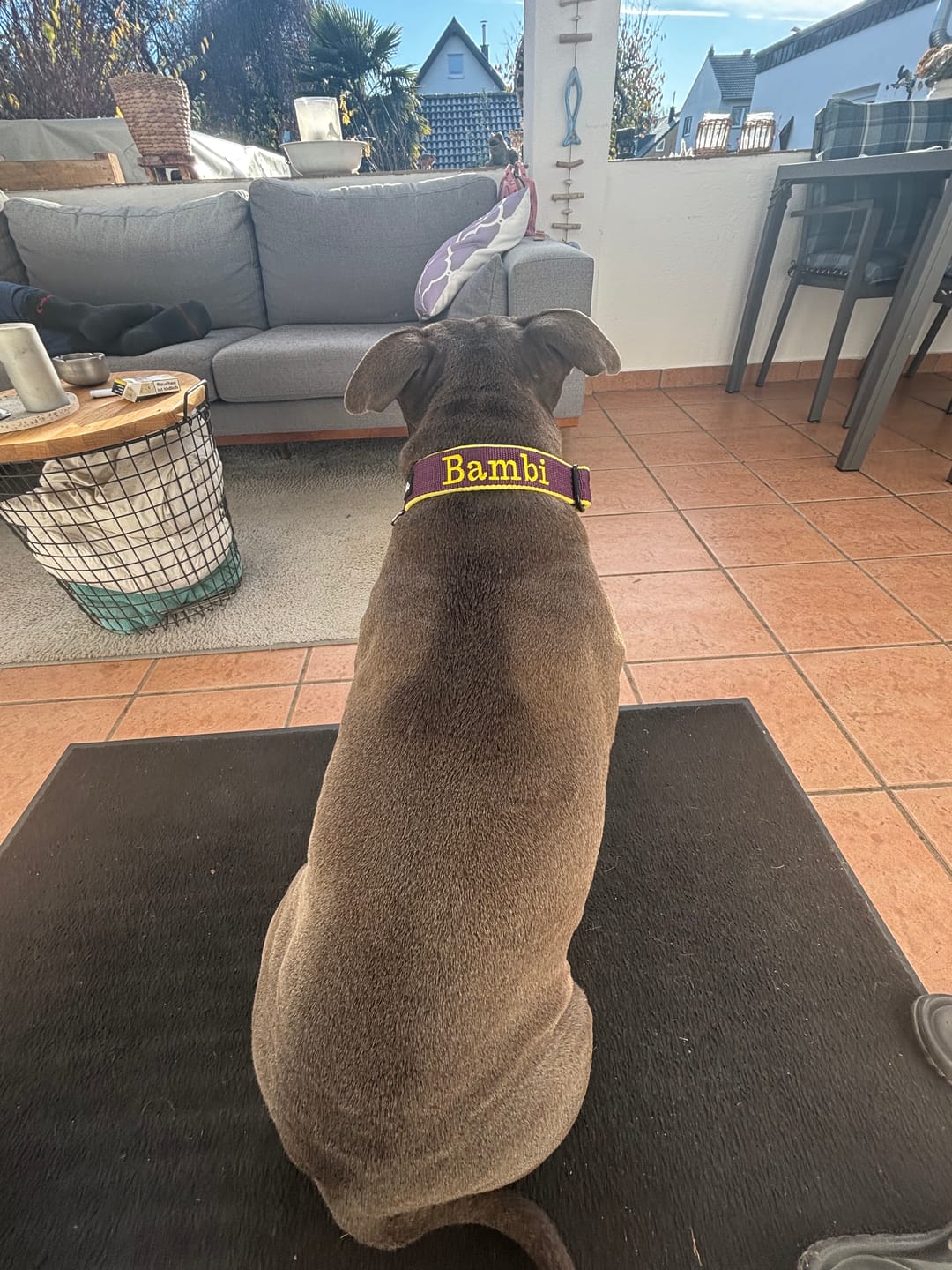 Customer photo review of Martingale halsband med namn