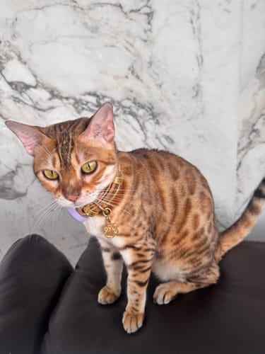 Customer photo review of Collar Aurum