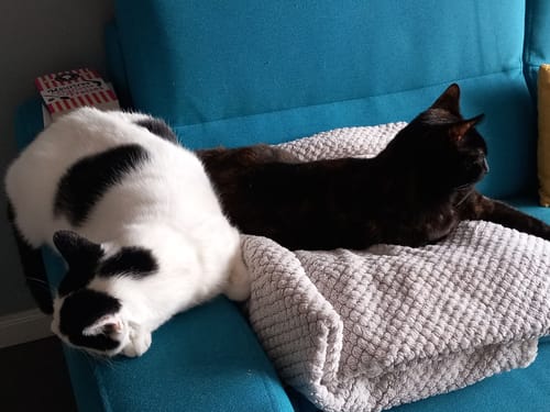 Les deux chats d'un client, un noir et un bicolore, se reposant côte à côte sur un canapé après avoir mangé les croquettes.