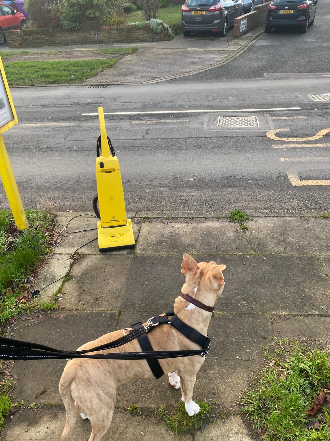 Customer photo review of Training Anti Pull TRI-Harness® | M-XL Breeds - Black