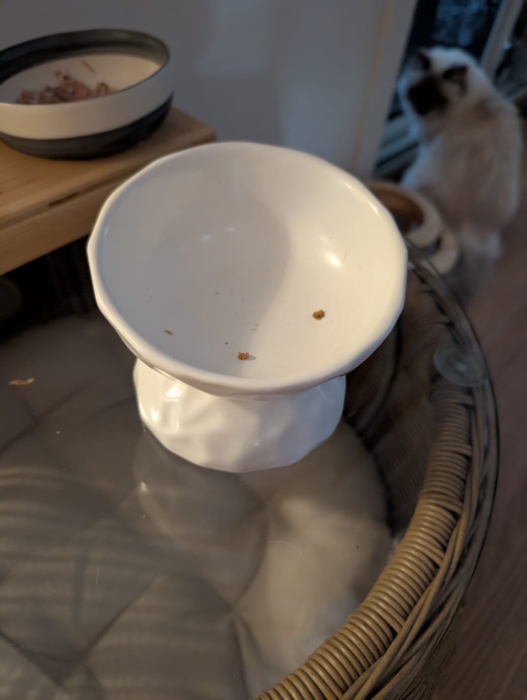 Customer photo review of Tilting Ceramic Cat Bowls With Uneven Texture