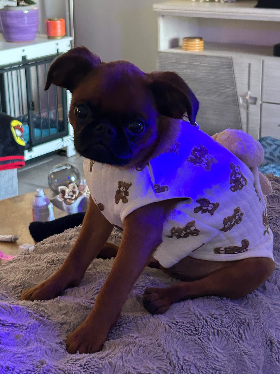 Customer photo review of Bear Decor Fleece Dog Harness Vest