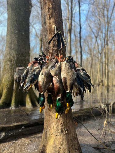 Customer photo review of CQ2 Duck Call