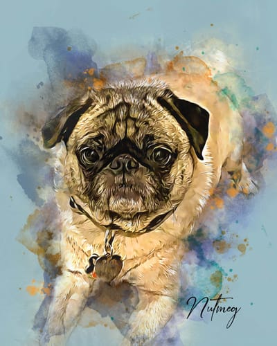 Customer's watercolor pet canvas of their pug, Nutmeg, rendered with colorful blue and orange watercolor splashes on a light blue background.