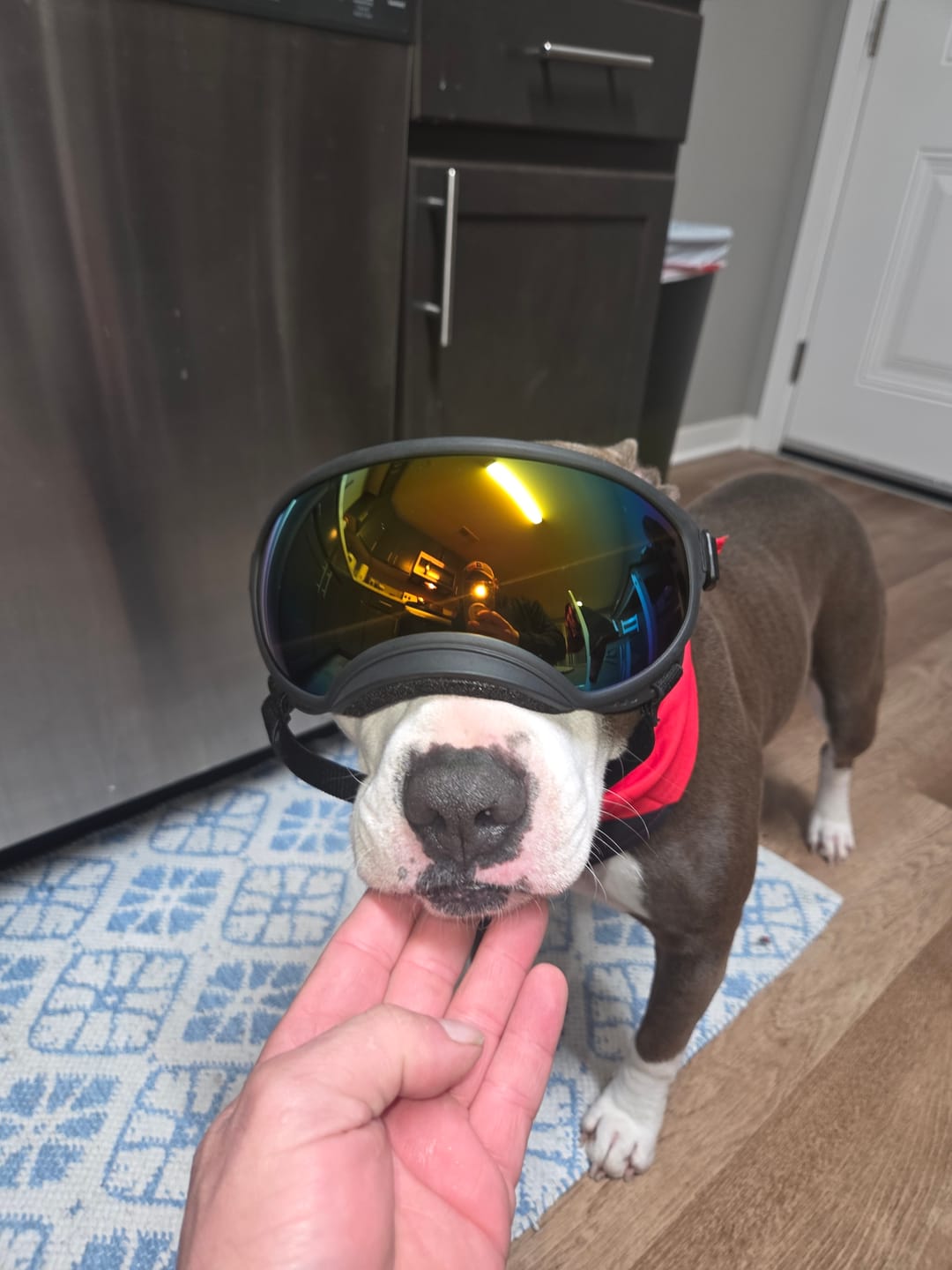 Customer photo review of Adjustable Dog Goggles (Doggles)