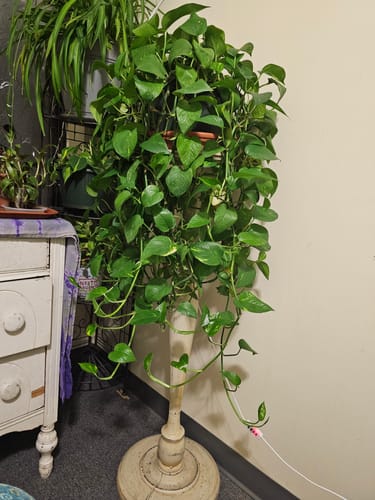 Customer photo review of Plant Juice