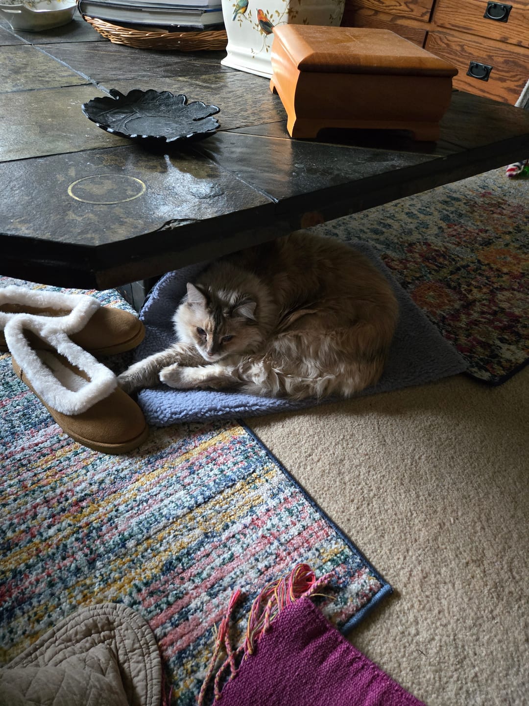 Customer photo review of Thermapaw Comfort Pad™