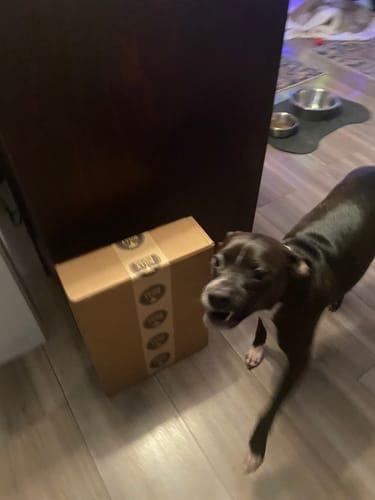 Customer's dog standing next to the box containing their 6 Inch Beef Jerky Sticks.