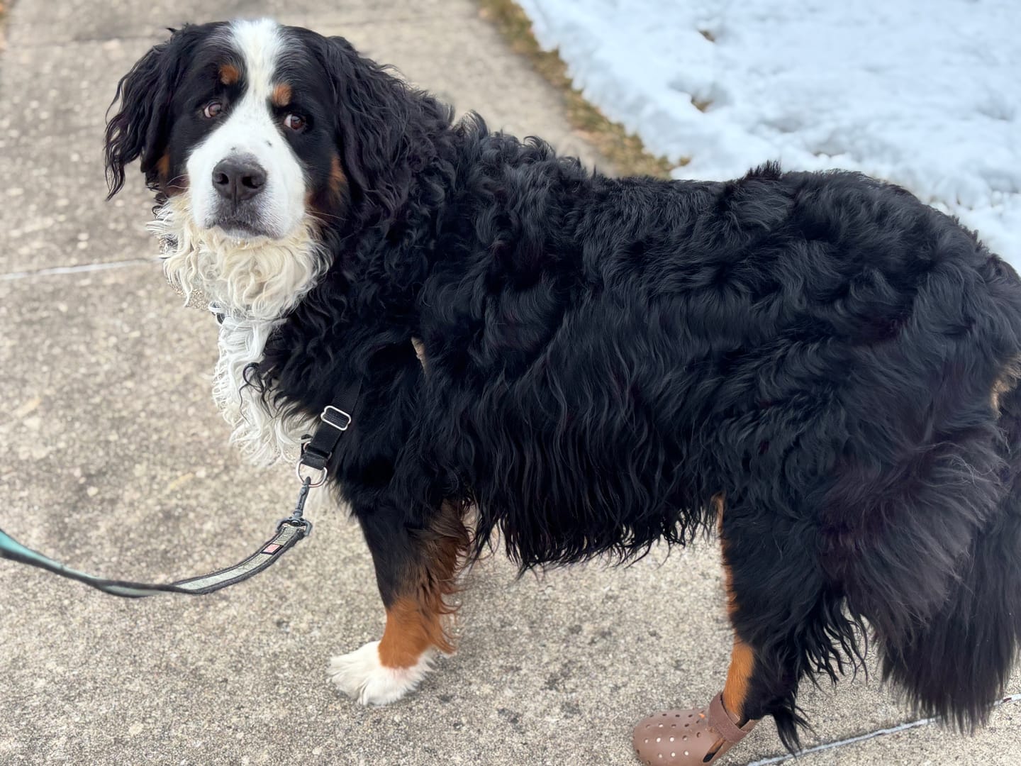 Customer photo review of WagWellie® Mojave Single