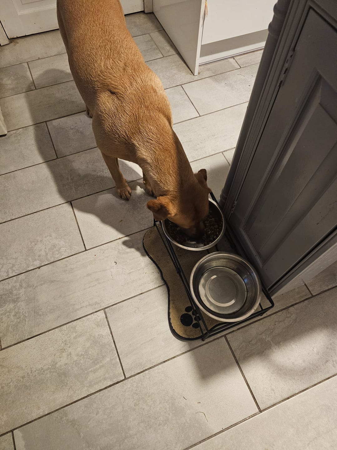 Customer photo review of Beef Bone Broth for Dogs