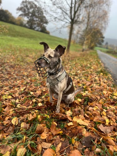 Customer photo review of Maulkorbberatung (online)