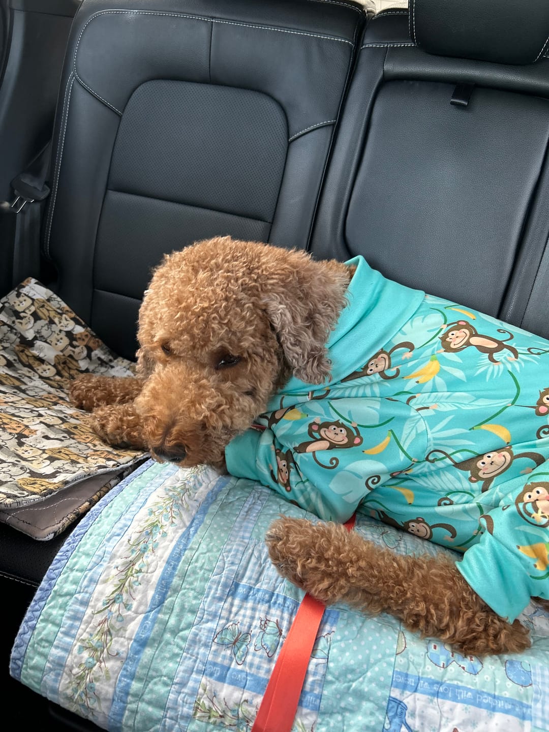 Customer photo review of Dog Pajama Prints