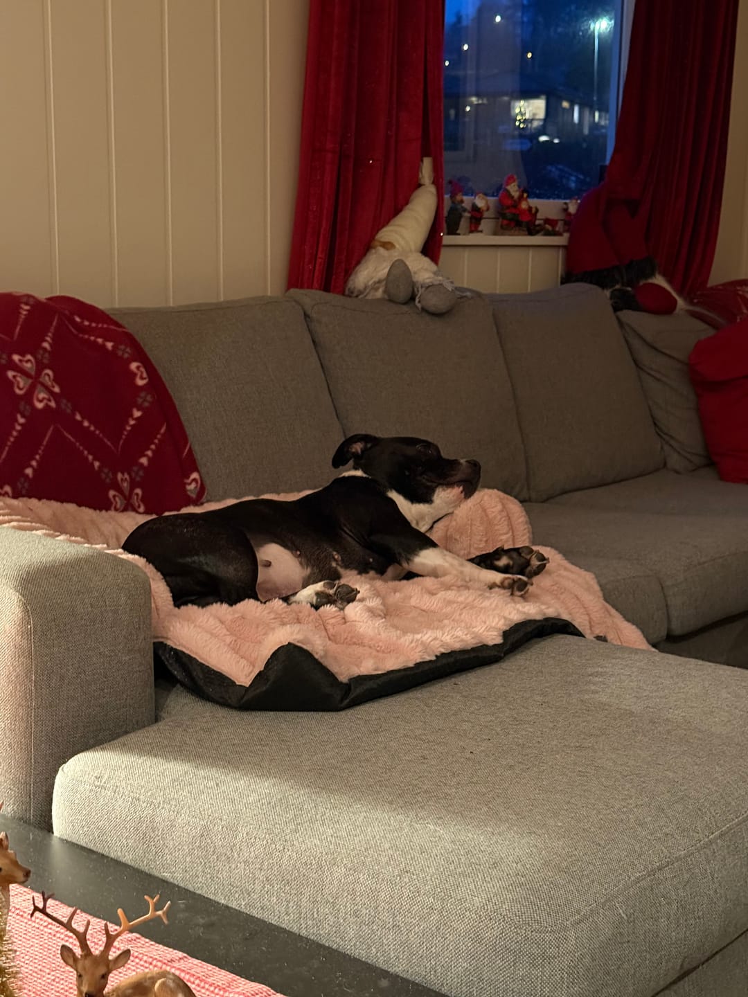 Customer photo review of Luxury Couch Cover Dog Bed - Pink